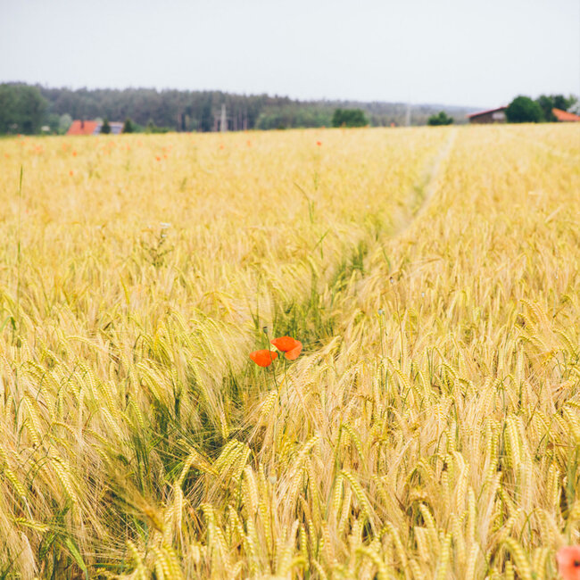 Weizenfeld mit eingestreutem Mohn