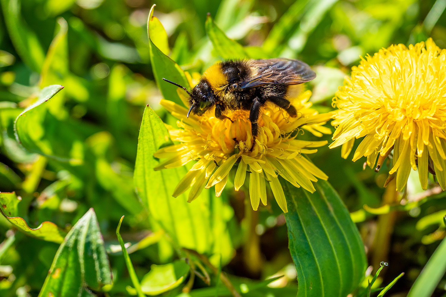 Hummel sammelt Blütenstaub auf gelber Blüte einer Wiesenpflanze
