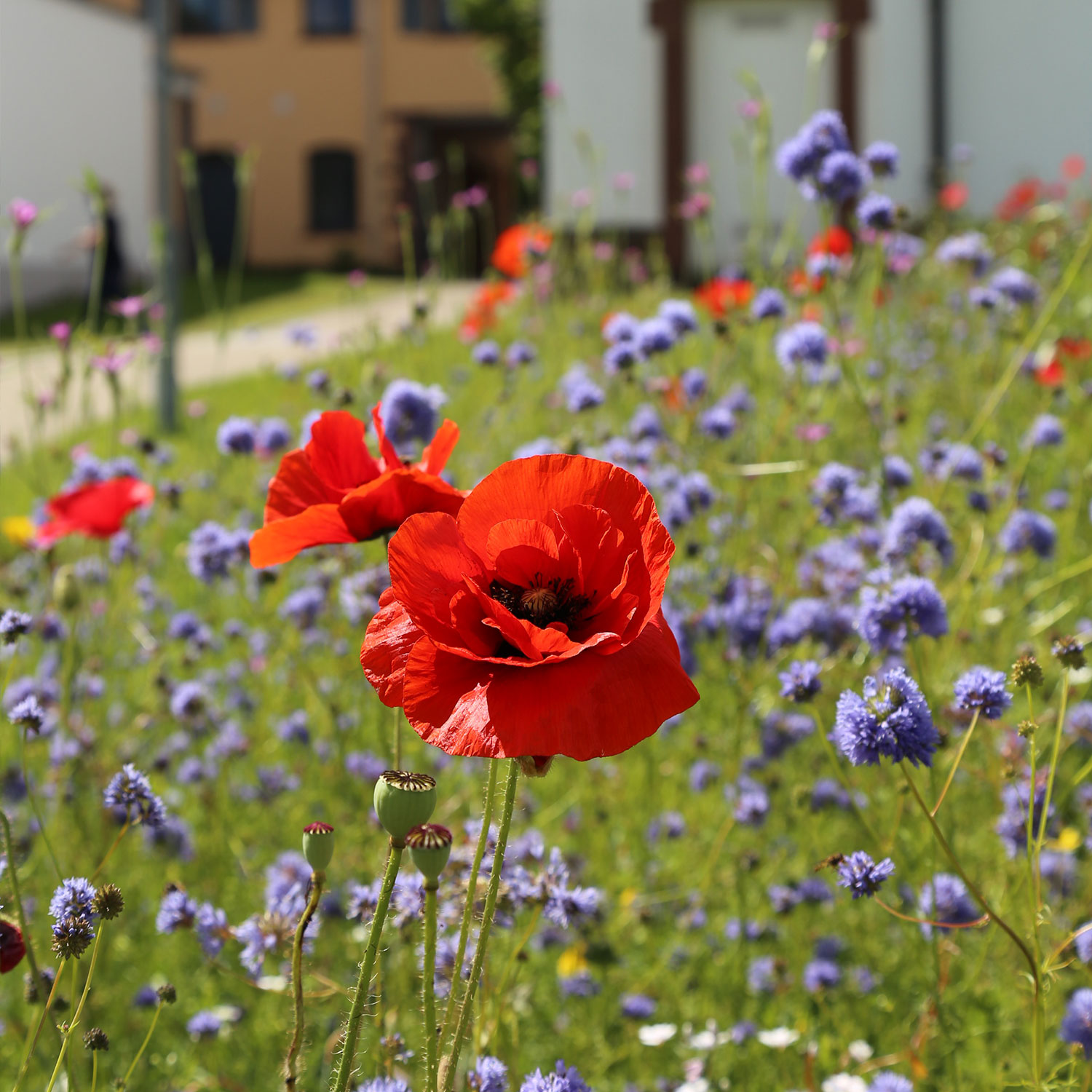 Franziskuswiese auf dem Stiftungsgelände aus Mohn und lila Blumen